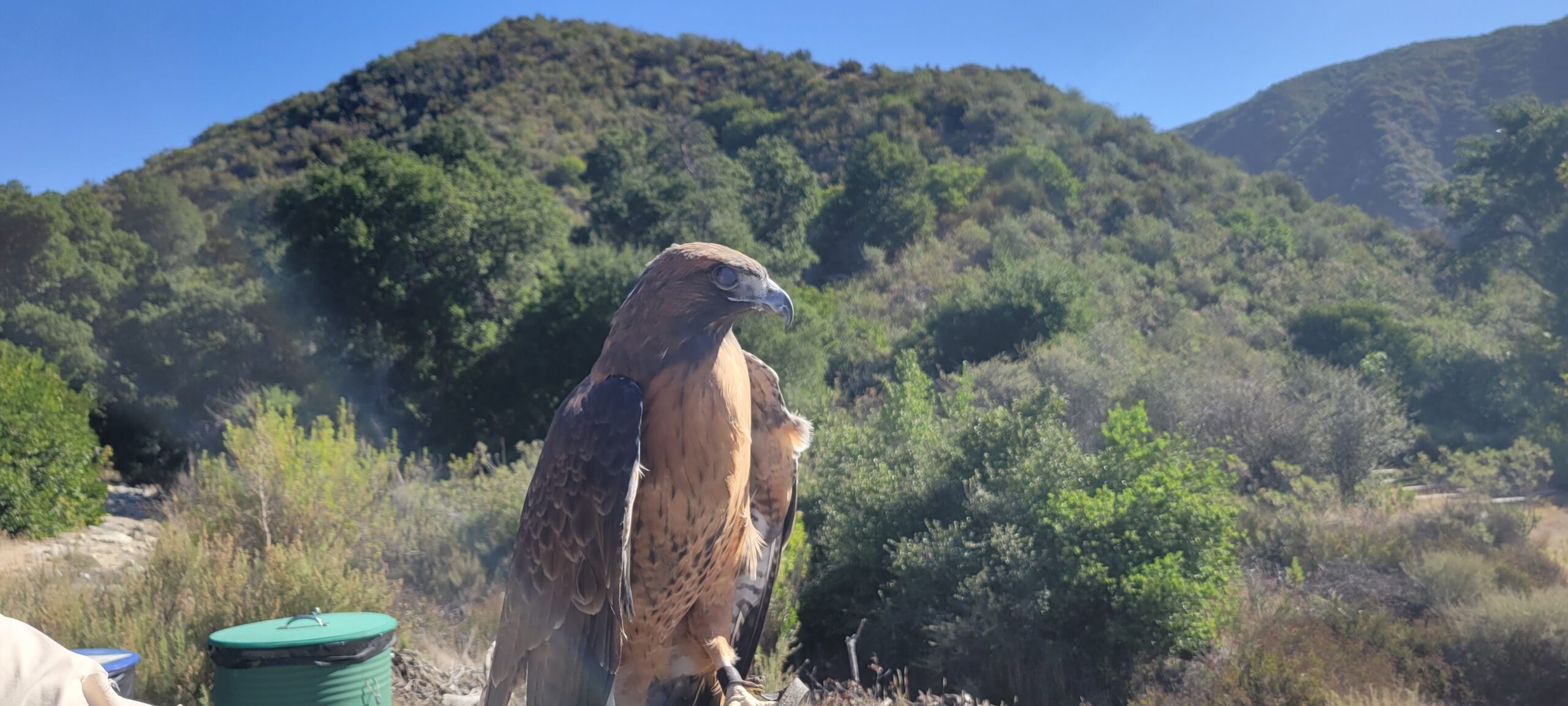 K-1184 Placerita Canyon State Park