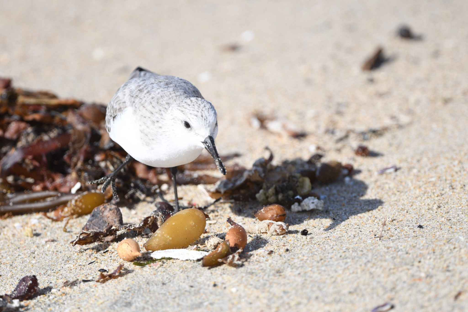 US-3445 Huntington State Beach – A Sandy Escapade